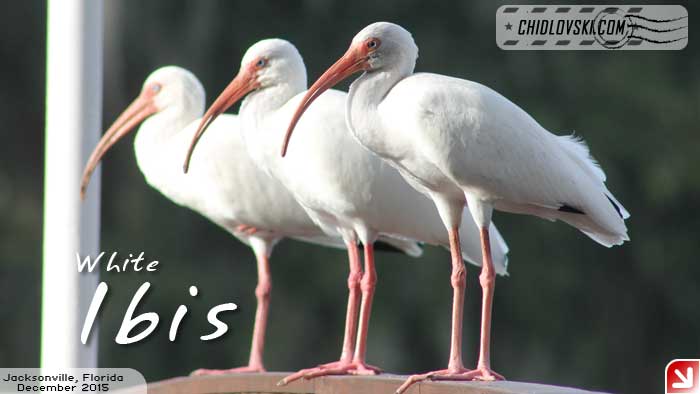 florida-birds-ibis